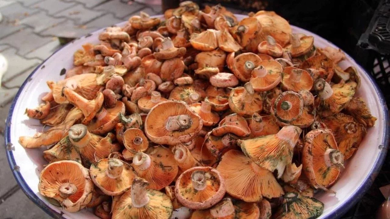 Demre’s Wild Mushroom Is Becoming an Official Brand